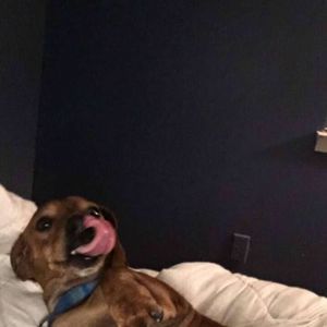 Meet your Posher, Harley